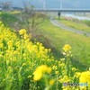 散歩道