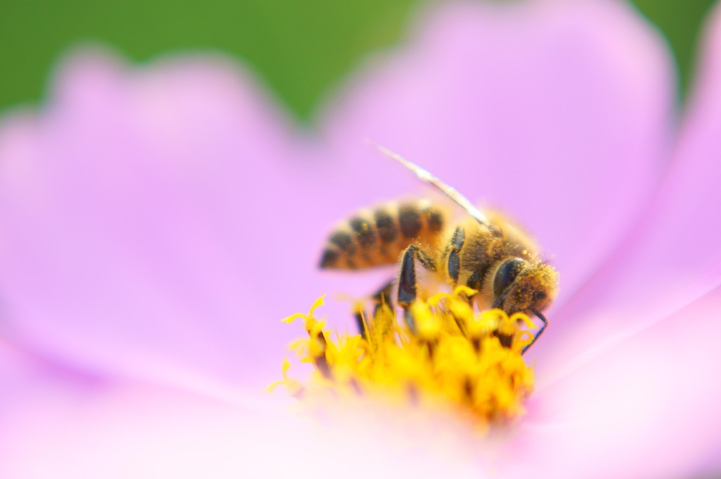 Busy bee