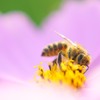 Busy bee