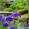 五月　時雨亭にて