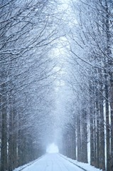 冬の並木道