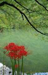 紅葉へのプロローグ