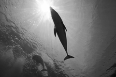 dolphin frash