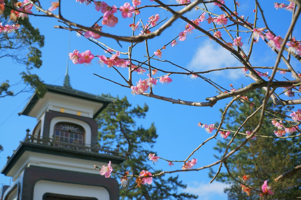 金沢散策・尾山神社　神門と梅