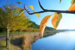 秋・葉桜の並木