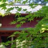 春の赤門