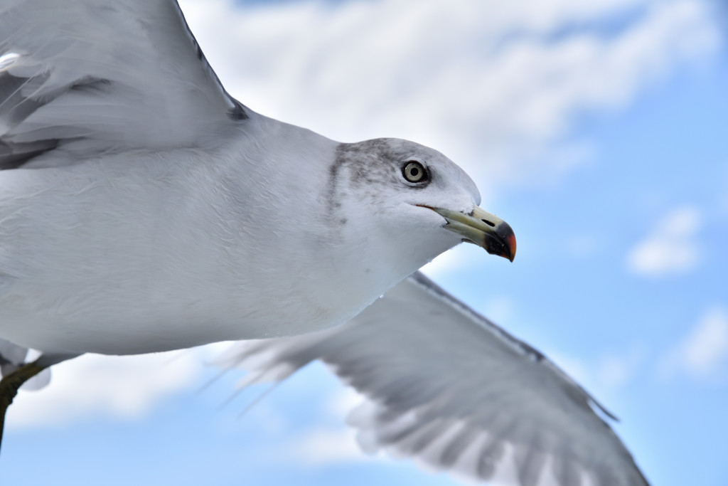 Eye in the Sky