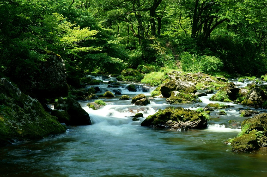 新緑の渓流（荒俣峡）