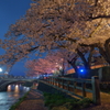 ishikawa sakura 2015 No5