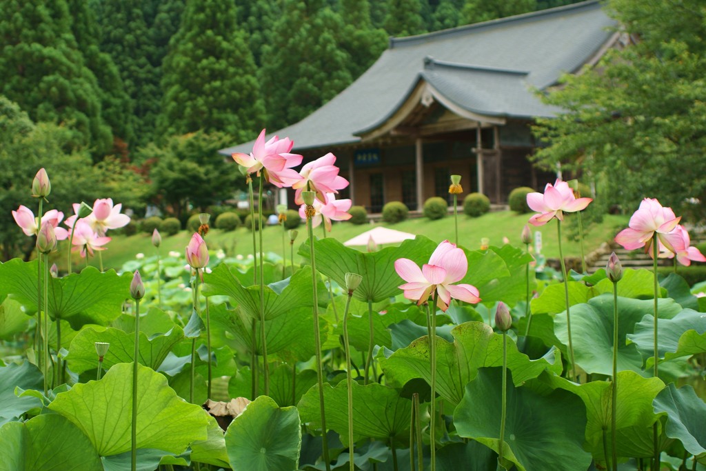 花はす公園　スナップ