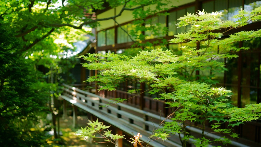 永観堂の青もみじ