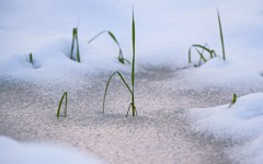 雪と稲