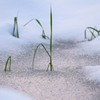 雪と稲