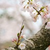 ishikawa sakura 2015 No2