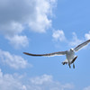 winglet