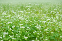 蕎麦の花