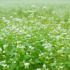 蕎麦の花