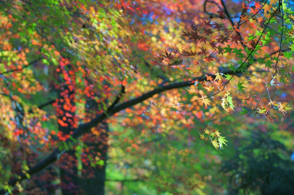 vivid autumn