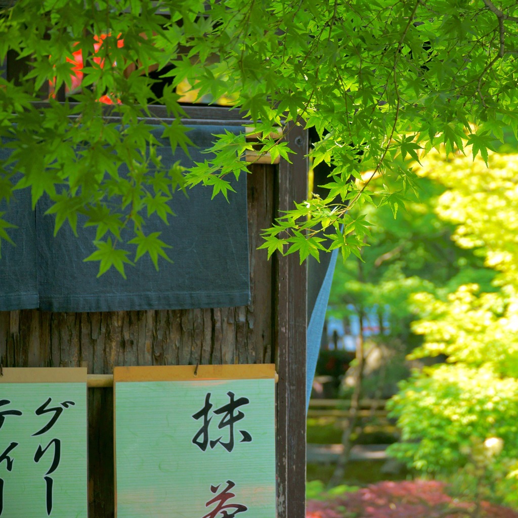 初夏の癒し