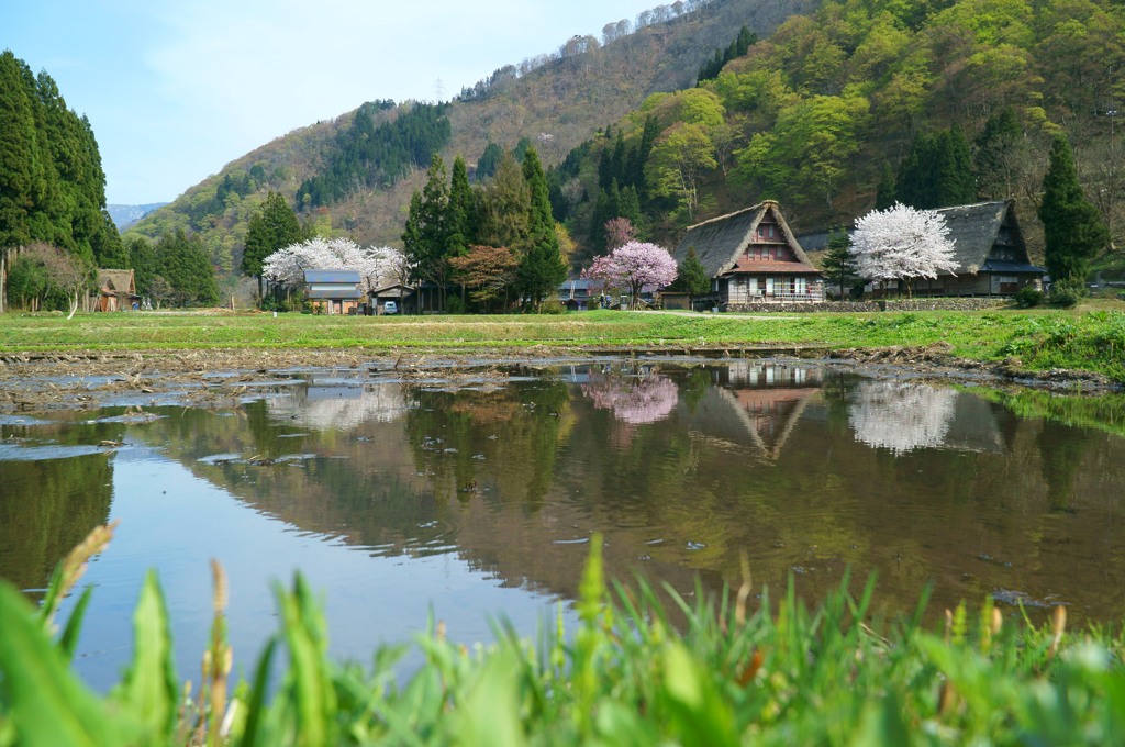 五箇山・春の一コマ