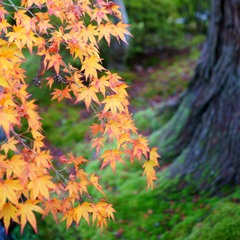 那谷寺の紅葉15