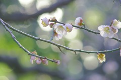 梅花と早春のグリーン添え