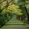 早春の表参道