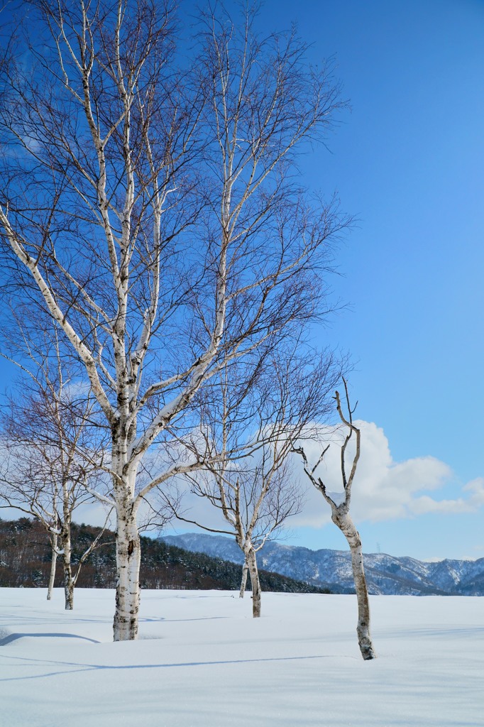 雪原と白樺