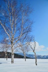 雪原と白樺