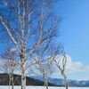 雪原と白樺