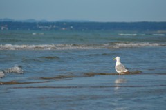 海を見つめて