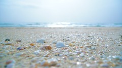 浜辺の宝石たち
