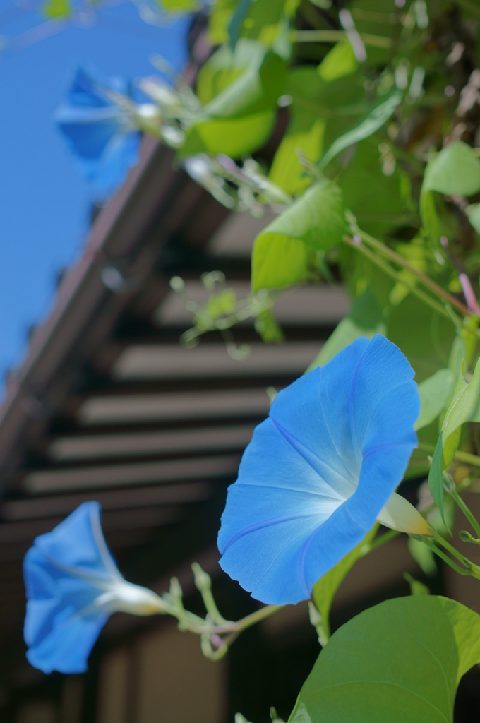 季節はずれ・けなげに咲く