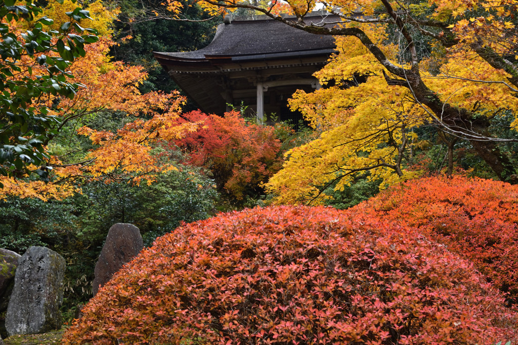 那谷寺　護摩堂の紅葉