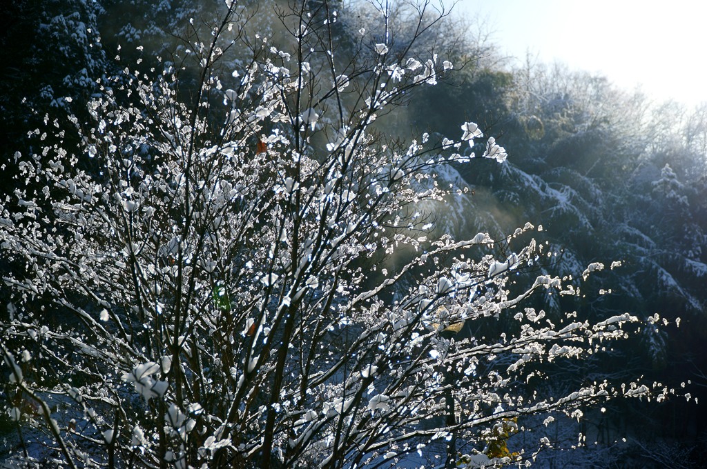 雪の華