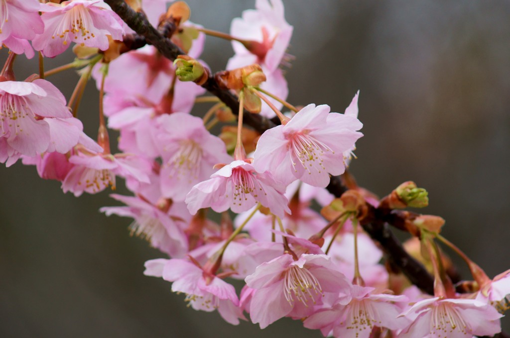 花房　きりりと