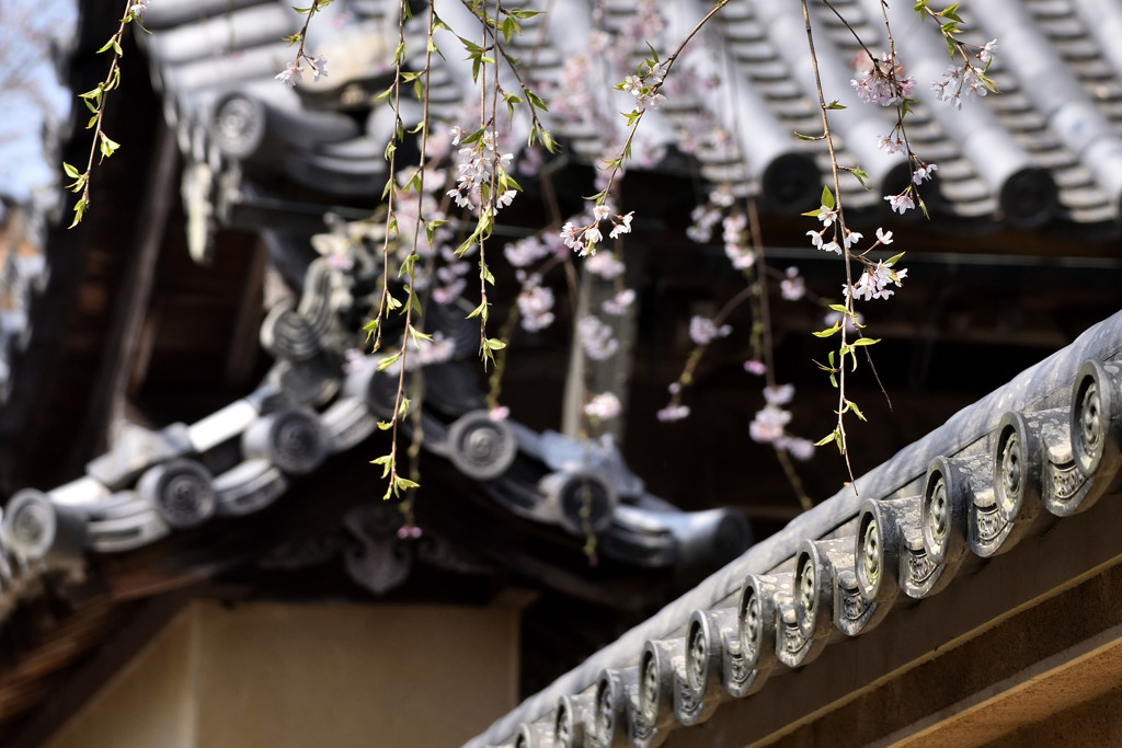 春めく　しだれ桜