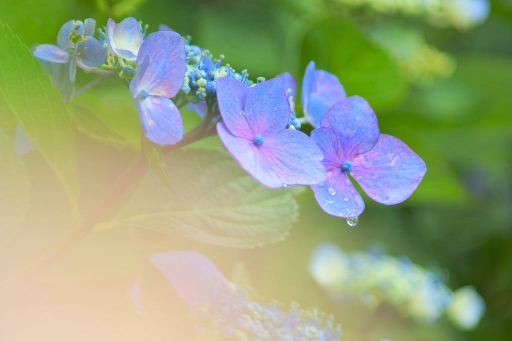 紫陽花のしずく