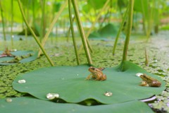 カエルの森