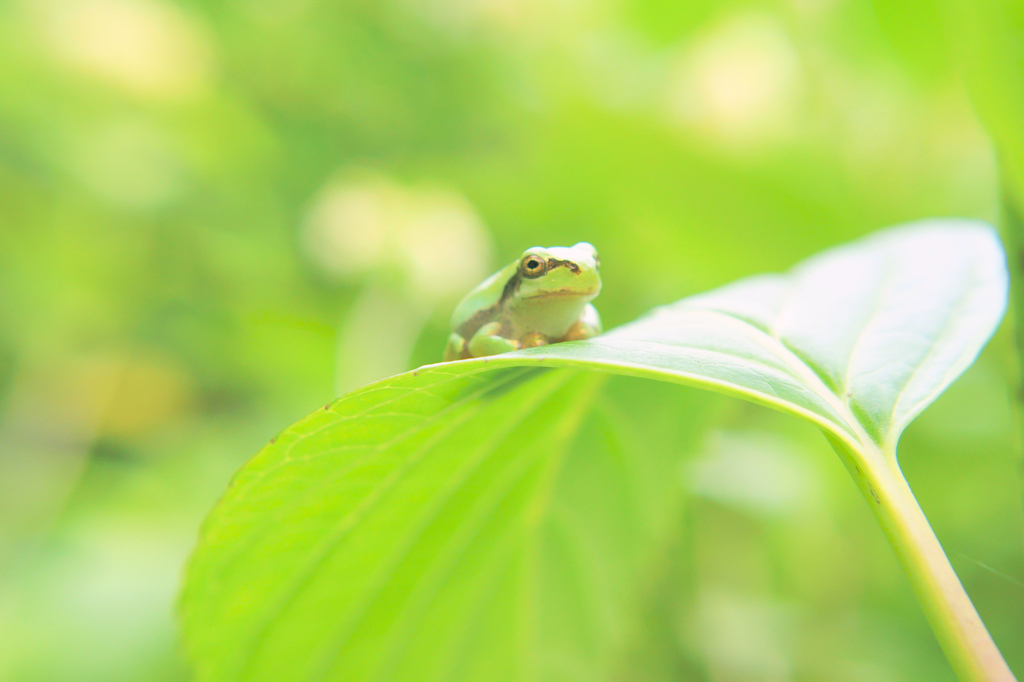 on the leafe