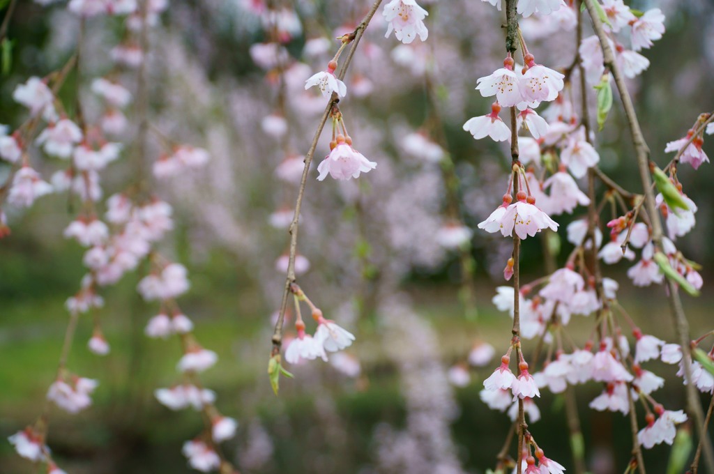ishikawa sakura 2015 No4