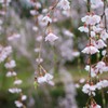 ishikawa sakura 2015 No4