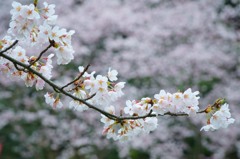 ishikawa sakura 2015 No1