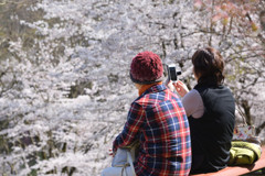 特等席でお花見