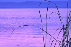 水草のある風景