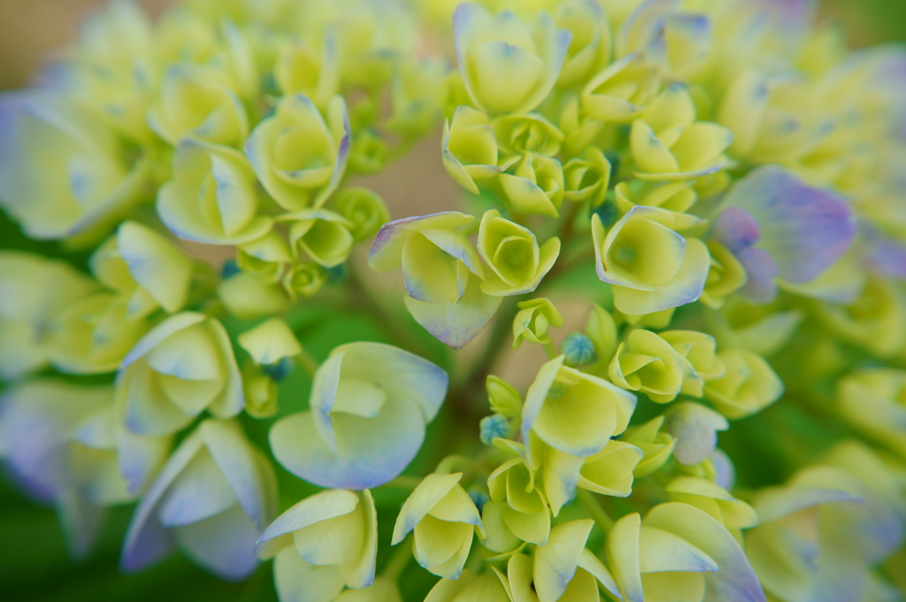 小さな花束