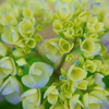 小さな花束