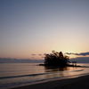 恋路海岸　春の静景