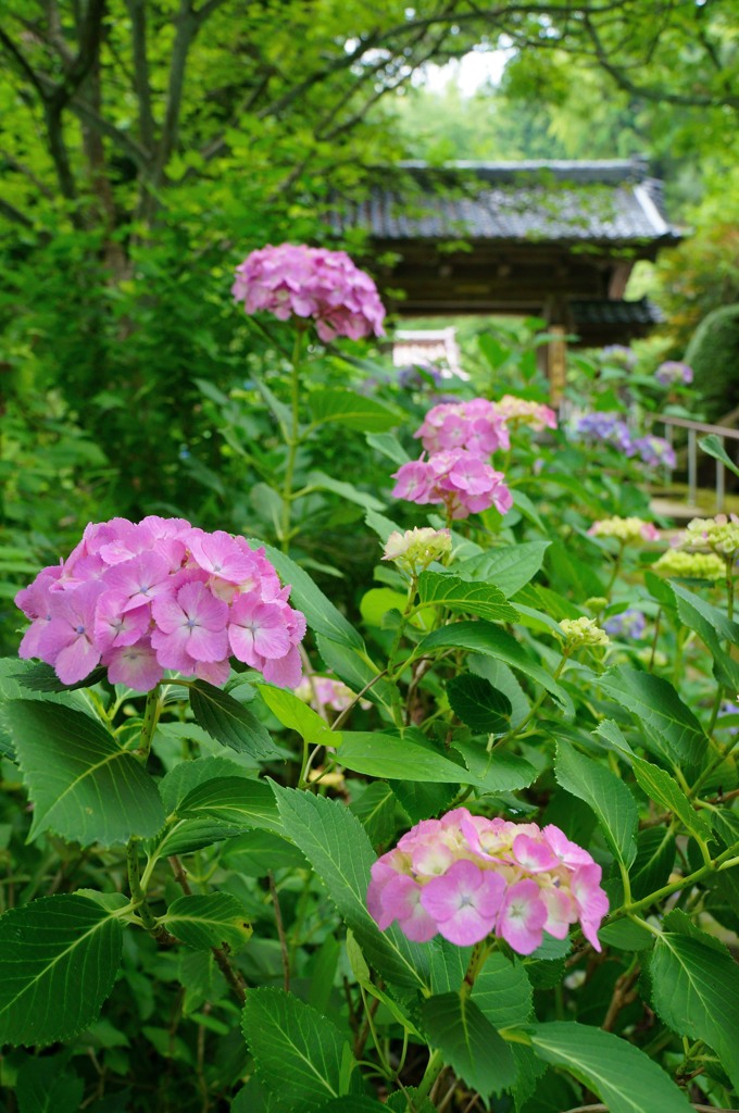 紫陽花寺　山門にて