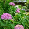 紫陽花寺　山門にて